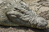 Nile crocodile, Maasai Mara, Kenya. Maasai Mara National Reserve. Image #29906