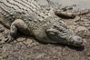 Nile crocodile, Maasai Mara, Kenya. Maasai Mara National Reserve. Image #29907