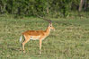 Impala, Maasai Mara, Kenya. Maasai Mara National Reserve. Image #29954
