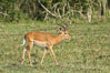Impala, Maasai Mara, Kenya. Maasai Mara National Reserve. Image #29957