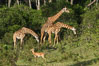 Maasai Giraffe, Maasai Mara National Reserve. Kenya. Image #29960