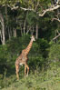 Maasai Giraffe, Maasai Mara National Reserve. Kenya. Image #29961