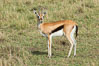 Thompson's gazelle, Maasai Mara, Kenya. Maasai Mara National Reserve. Image #29969