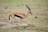 Thompson's gazelle, Maasai Mara, Kenya. Olare Orok Conservancy. Image #29994