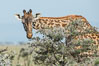 Maasai Giraffe, Meru National Park. Olare Orok Conservancy, Kenya. Image #30000
