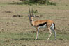 Thompson's gazelle, Maasai Mara, Kenya. Olare Orok Conservancy. Image #30003