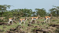 Thompson's gazelle, Maasai Mara, Kenya. Olare Orok Conservancy. Image #30004