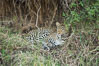 Leopard, Olare Orok Conservancy, Kenya. Image #30023