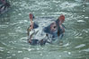 Hippopotamus, Olare Orok Conservancy, Kenya. Image #30025
