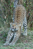 Leopard, Olare Orok Conservancy, Kenya. Image #30029