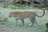 Leopard, Olare Orok Conservancy, Kenya. Image #30030