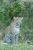 Leopard, Olare Orok Conservancy, Kenya. Image #30031