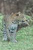 Leopard, Olare Orok Conservancy, Kenya. Image #30033