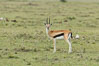 Thompson's gazelle, Maasai Mara, Kenya. Olare Orok Conservancy. Image #30048