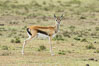 Thompson's gazelle, Maasai Mara, Kenya. Olare Orok Conservancy. Image #30050