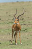 Impala, Maasai Mara, Kenya. Olare Orok Conservancy. Image #30055