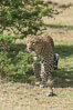 Leopard, Olare Orok Conservancy, Kenya. Image #30056
