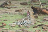 Leopard, Olare Orok Conservancy, Kenya. Image #30079