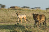 Black-backed jackal watches lion cub, Olare Orok Conservancy, Kenya. Image #30130