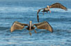 Brown pelican in flight, over the ocean. La Jolla, California, USA. Image #30183