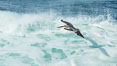 Brown pelican flying over waves and the surf. La Jolla, California, USA. Image #30199