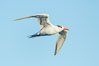 Royal tern in flight, winter adult phase. La Jolla, California, USA. Image #30307