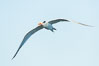 Royal tern in flight, winter adult phase. La Jolla, California, USA. Image #30319