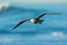 Heermanns gull in flight. La Jolla, California, USA. Image #30348
