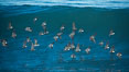 Flock of Heermanns gulls in flight in front of a big wave. La Jolla, California, USA. Image #30359