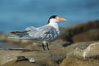 Royal Tern, La Jolla. California, USA. Image #30396