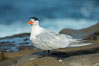 Royal Tern, La Jolla. California, USA. Image #30401