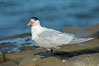 Royal Tern, La Jolla. California, USA