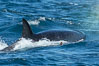 Killer whale attacking sea lion.  Biggs transient orca and California sea lion. Palos Verdes, USA. Image #30431