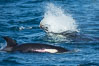 Killer whale attacking sea lion.  Biggs transient orca and California sea lion. Palos Verdes, USA. Image #30432