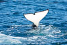 Fluke (tail) of killer whale, Biggs Transient Orca, Palos Verdes. California, USA. Image #30436
