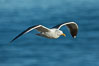 Western gull, flying. La Jolla, California, USA. Image #30450