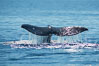 Gray whale raising fluke before diving, on southern migration to calving lagoons in Baja. San Diego, California, USA. Image #30463