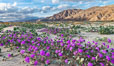 Sand verbena wildflowers on sand dunes, Anza-Borrego Desert State Park. Borrego Springs, California, USA. Image #30495
