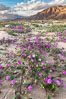 Sand verbena wildflowers on sand dunes, Anza-Borrego Desert State Park. Borrego Springs, California, USA. Image #30496