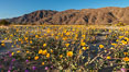 Desert Gold Wildflowers Spring Bloom in Anza-Borrego. Anza-Borrego Desert State Park, Borrego Springs, California, USA. Image #30548