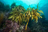 Southern sea palm, palm kelp, underwater, San Clemente Island. California, USA. Image #30868