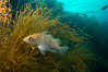 Fish hiding in invasive sargassum, Sargassum horneri, San Clemente Island. California, USA. Image #30873