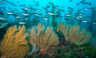 Blacksmith Chromis and California golden gorgonian on underwater rocky reef, San Clemente Island. The golden gorgonian is a filter-feeding temperate colonial species that lives on the rocky bottom at depths between 50 to 200 feet deep. Each individual polyp is a distinct animal, together they secrete calcium that forms the structure of the colony. Gorgonians are oriented at right angles to prevailing water currents to capture plankton drifting by. USA. Image #30892