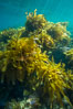 Southern sea palm, palm kelp, underwater, San Clemente Island. California, USA. Image #30920