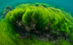 Surfgrass (Phyllospadix), shallow water, San Clemente Island. California, USA. Image #30941