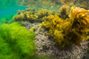 Stephanocystis dioica (lighter yellow), southern sea palm (darker yellow) and surfgrass (green), shallow water, San Clemente Island. California, USA. Image #30949