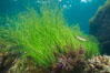 Surf grass, Phyllospadix, underwater. Catalina Island, California, USA. Image #30963