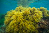 Marina algae, Stephanocystis dioica. Catalina Island, California, USA. Image #30965