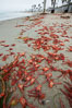 Pelagic red tuna crabs, washed ashore to form dense piles on the beach. Ocean Beach, California, USA. Image #30983
