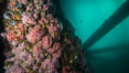 Oil Rig Eureka, Underwater Structure and invertebrate Life. Long Beach, California, USA. Image #31079